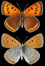 Attēlu rezultāti vaicājumam “Lycaena dispar female”