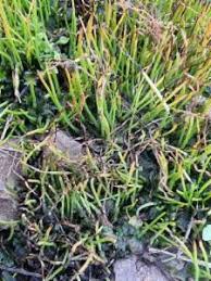 Attēlu rezultāti vaicājumam “Phaeoceros laevis subsp. carolinianus”