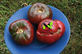 Afbeeldingsresultaat voor cherokee purple tomato