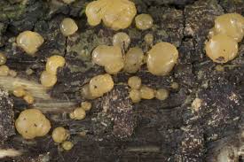 Attēlu rezultāti vaicājumam “Dacrymyces stillatus”