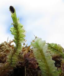 Attēlu rezultāti vaicājumam “Leiocolea rutheana”