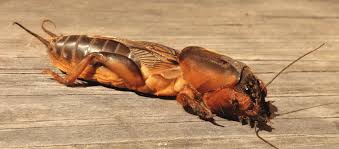 Attēlu rezultāti vaicājumam “Gryllotalpa gryllotalpa”