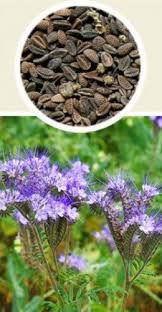 Attēlu rezultāti vaicājumam “Licea pusilla sessile”