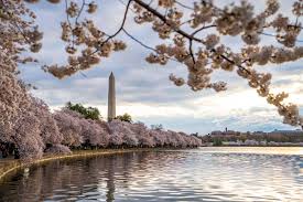 Image result for "cherry blossom" washington
