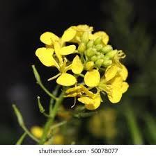 Attēlu rezultāti vaicājumam “Sinapis alba flower”