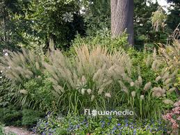 Attēlu rezultāti vaicājumam “Calamagrostis arundinacea”