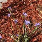 Attēlu rezultāti vaicājumam “Sisyrinchium montanum fruit”