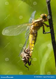 Attēlu rezultāti vaicājumam “Libellula depressa female”