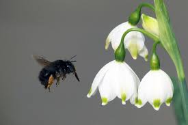 Attēlu rezultāti vaicājumam “Leucojum vernum var. carpathicum flower”