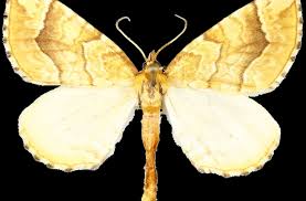 Attēlu rezultāti vaicājumam “Eulithis mellinata”