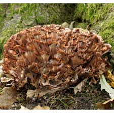 Image result for Podoscypha multizonata