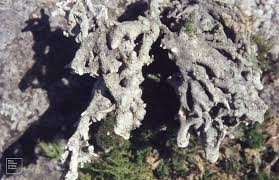 Attēlu rezultāti vaicājumam “Gymnostomum calcareum”