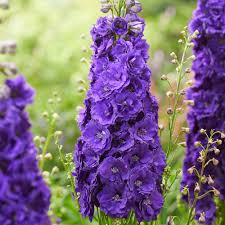 Attēlu rezultāti vaicājumam “Delphinium elatum”