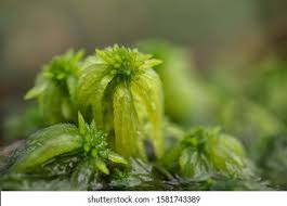 Attēlu rezultāti vaicājumam “Sphagnum palustre”