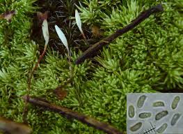 Attēlu rezultāti vaicājumam “Typhula erythropus”