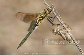 Attēlu rezultāti vaicājumam “Cordulia aenea”