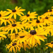 Attēlu rezultāti vaicājumam “Rudbeckia hirta var. hirta”