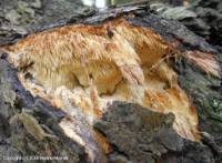 Attēlu rezultāti vaicājumam “Sarcodontia crocea”