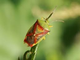 Attēlu rezultāti vaicājumam “Elasmostethus interstinctus imago”