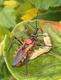 Attēlu rezultāti vaicājumam “Rhynocoris annulatus nymph”