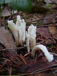 Attēlu rezultāti vaicājumam “Clavulina rugosa”