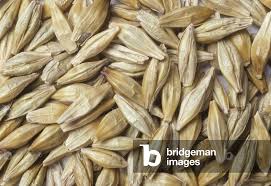 Attēlu rezultāti vaicājumam “Hordeum vulgare”