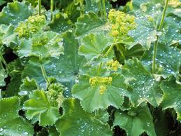 Image result for Alchemilla vulgaris
