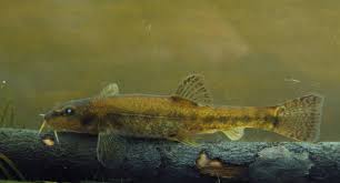 Attēlu rezultāti vaicājumam “Barbatula barbatula”