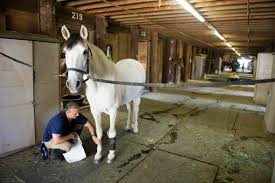 Image result for Cliff Hatch Stables