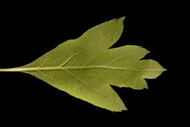 Attēlu rezultāti vaicājumam “Crataegus monogyna subsp. nordica”