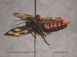 Attēlu rezultāti vaicājumam “Parasemia plantaginis”