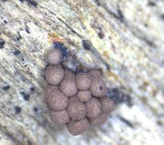 Attēlu rezultāti vaicājumam “Stemonitopsis amoena”