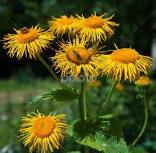 Attēlu rezultāti vaicājumam “Telekia speciosa flower”