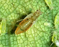 Attēlu rezultāti vaicājumam “Drepanosiphum platanoidis exuvia”