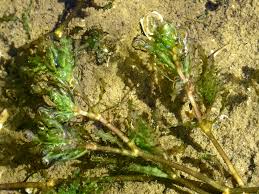 Attēlu rezultāti vaicājumam “Najadaceae”
