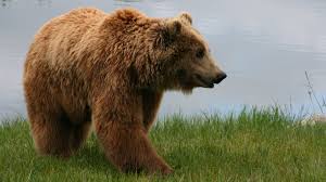 Attēlu rezultāti vaicājumam “Ursus arctos”