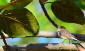 Image result for Ficedula albicilla