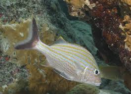 Image result for Haemulon carbonarium