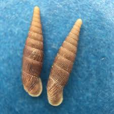 Attēlu rezultāti vaicājumam “Clausiliidae”