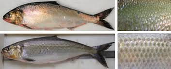 Image result for Alosa fallax