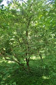 Attēlu rezultāti vaicājumam “Lonicera ferdinandii”