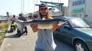 Image result for Chelon richardsonii