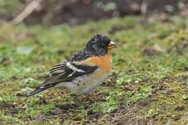 Attēlu rezultāti vaicājumam “Fringilla montifringilla male”