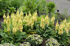 Attēlu rezultāti vaicājumam “Verbascum”