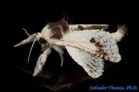 Attēlu rezultāti vaicājumam “Cossidae”