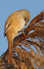 Attēlu rezultāti vaicājumam “Panurus biarmicus female”