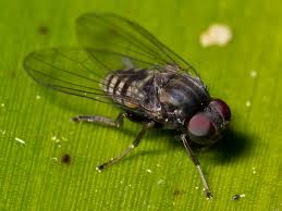 Attēlu rezultāti vaicājumam “Platypezidae”