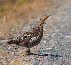 Attēlu rezultāti vaicājumam “Tetrao urogallus female”