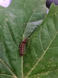 Attēlu rezultāti vaicājumam “Acronicta rumicis larva”