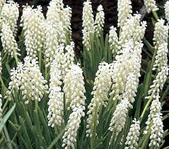 Attēlu rezultāti vaicājumam “Muscari botryoides flower”